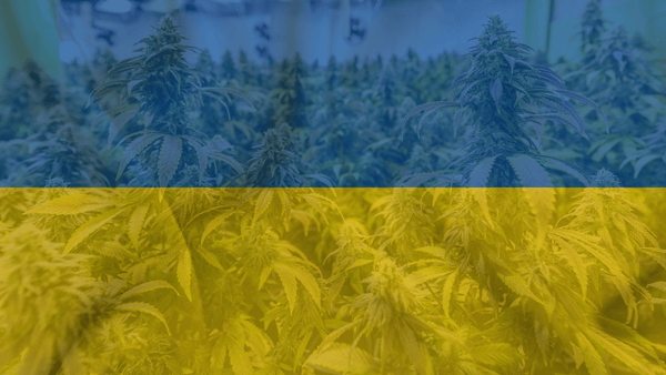 ucraina legalizzazione cannabis medica