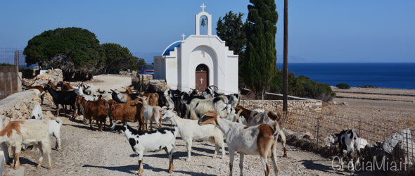 Paros Grecia pastorizia