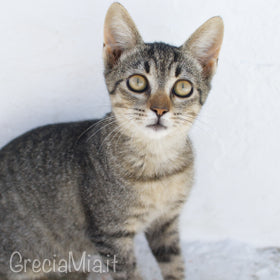 isola di Sifnos gatti randagi