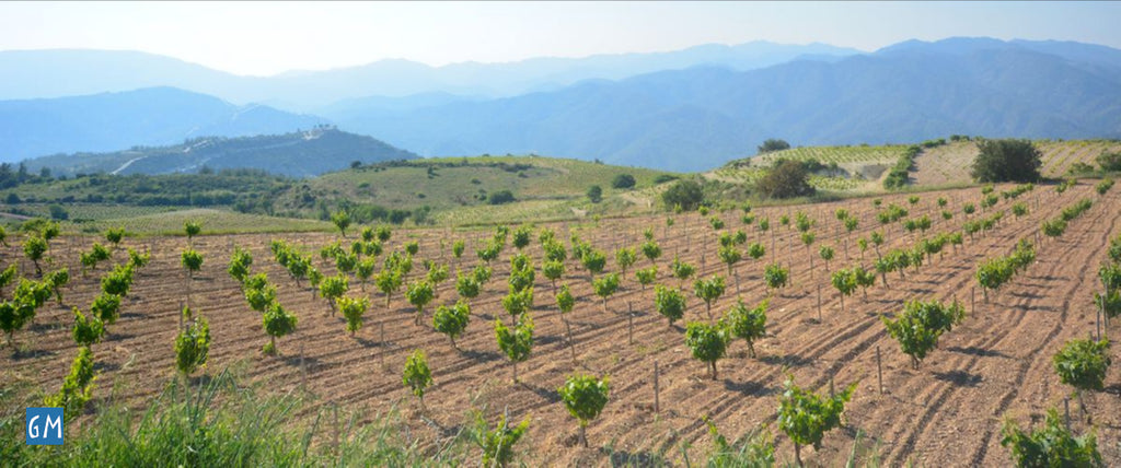 vigne vino Cipro