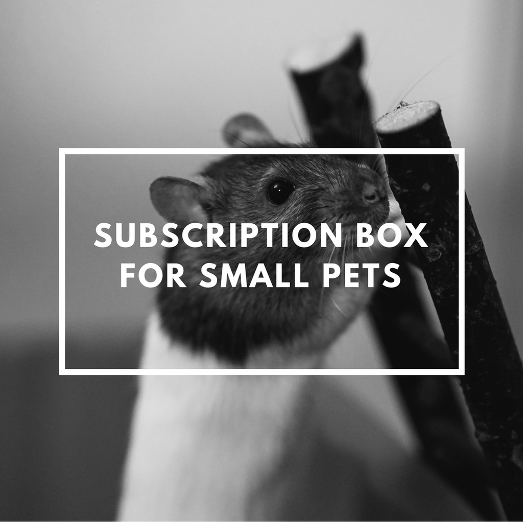 small pet subscription box