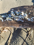 Barnacle on wood Oregon Coast