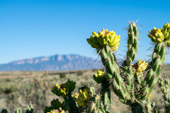 nature desert cholla new mexico albuquerque cactus
