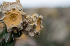 nature desert cholla new mexico albuquerque cactus