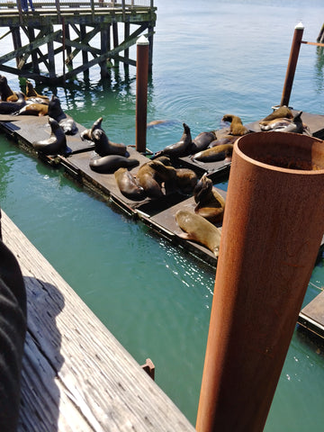 sea lions newport oregon wildlife sealife nature travel oregon coast
