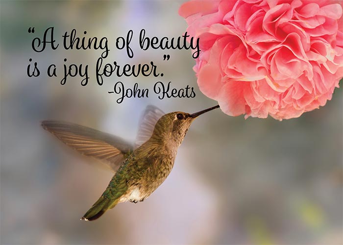 A Thing of Beauty Hummingbird Birthday Card | John Keats | Kathleen Elam –  St. Thomas Greetings