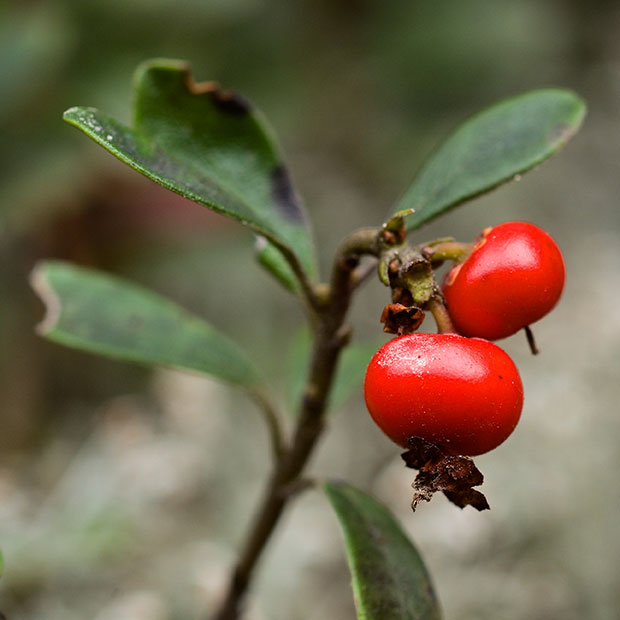 Bearberry