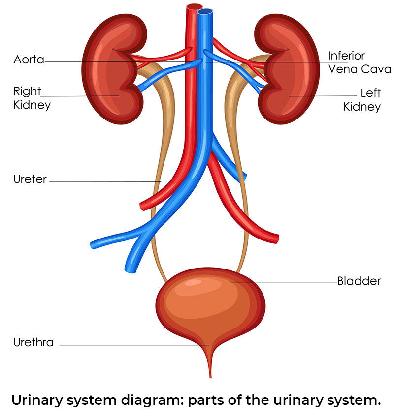 Urinary system diagram: parts of the urinary system.