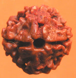 Do mukhi rudraksha