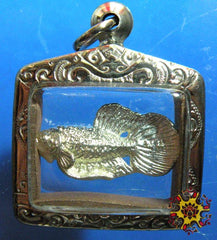 Amulette thai poisson combattant pla kad de luang phor nuam.