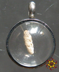 Riz fossile du Bouddha.
