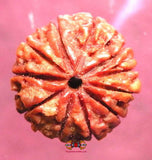 rudraksha à onze mukhi.