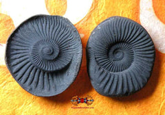 Shaligram.