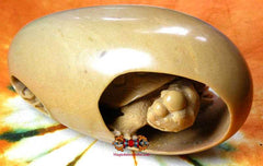 Shiva lingam tortue.