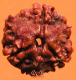 Teen mukhi rudraksha - 3 mukhi rudraksha.