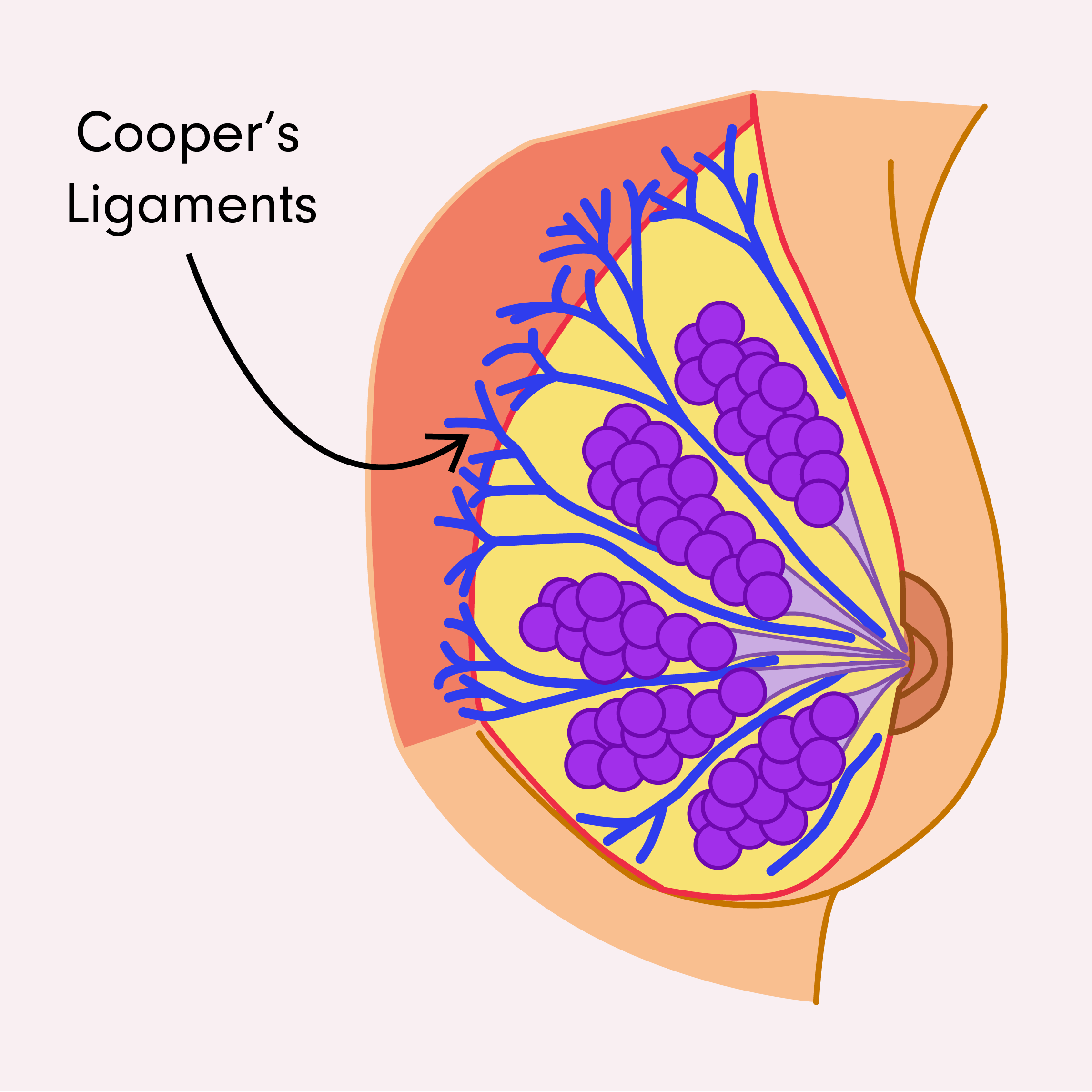 Cooper's ligament breast anatomy sport bra for exercising