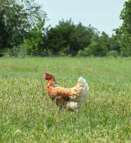 A New Barn hen on one of our Regenerative Organic farms