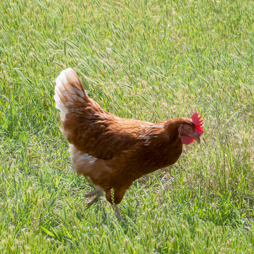 A New Barn hen forages in a certified Regenerative Organic pasture