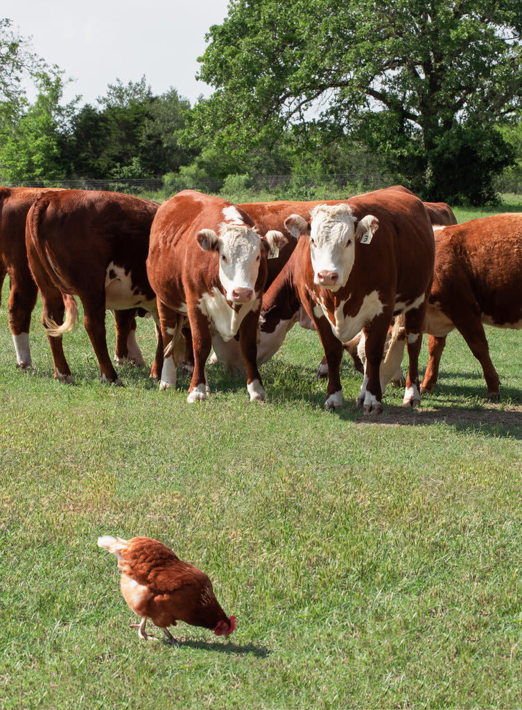 Organic cows hang out with a New Barn hen on one of our small family farms