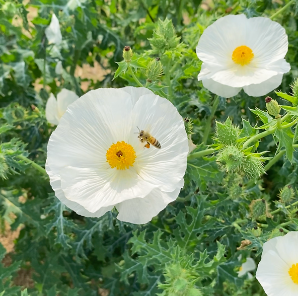 A honeybee gathers nectar from a wildflower on one of our Regenerative Organic egg farms