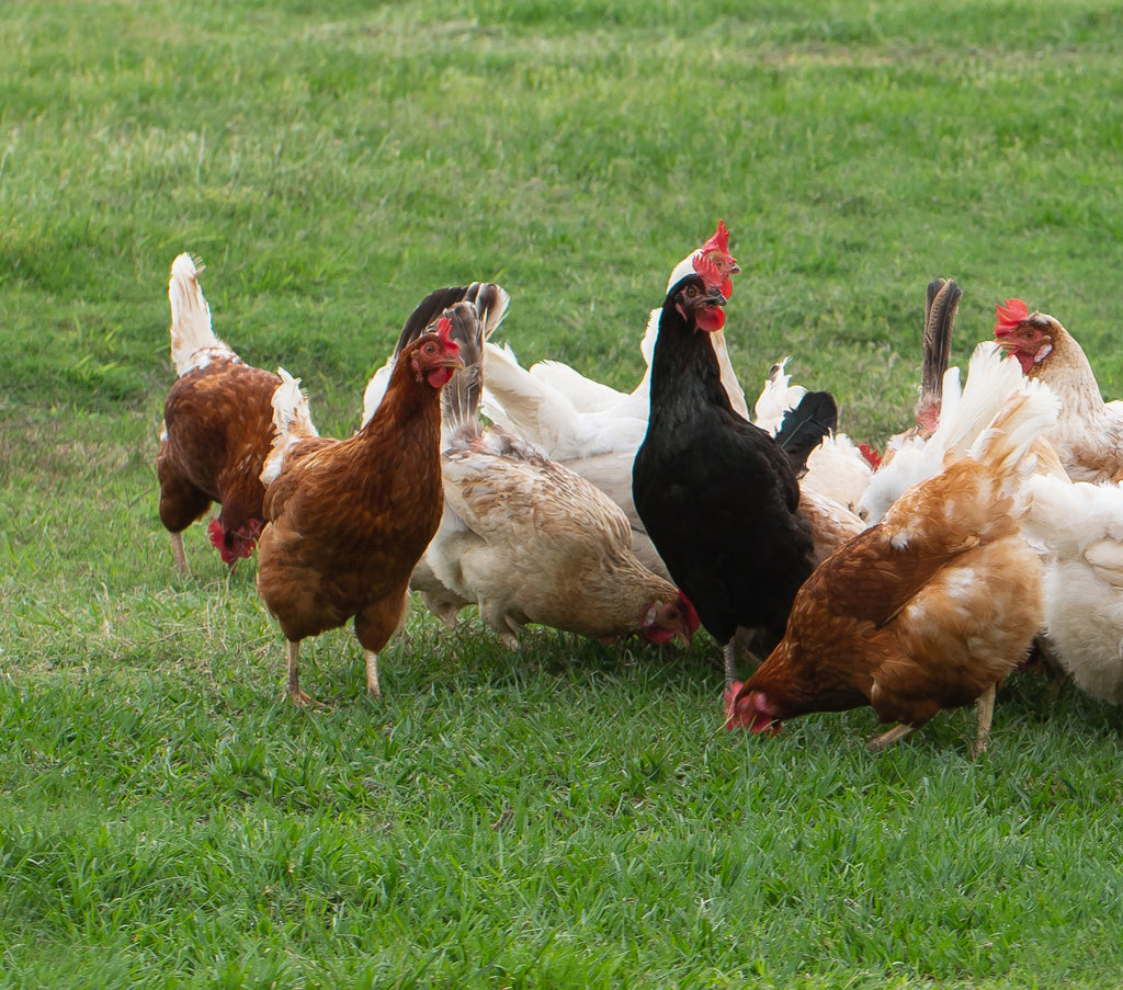 Heirloom hens in the pasture