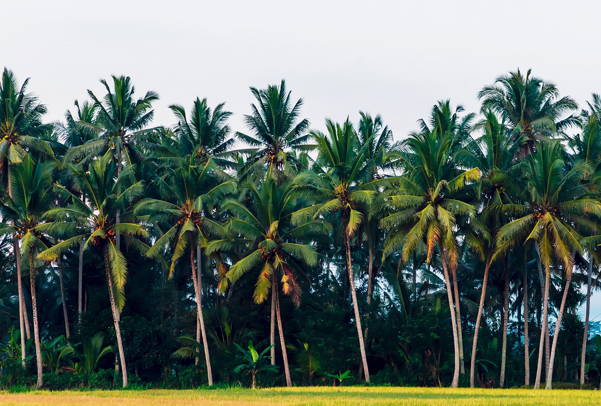 Coconut palm farm