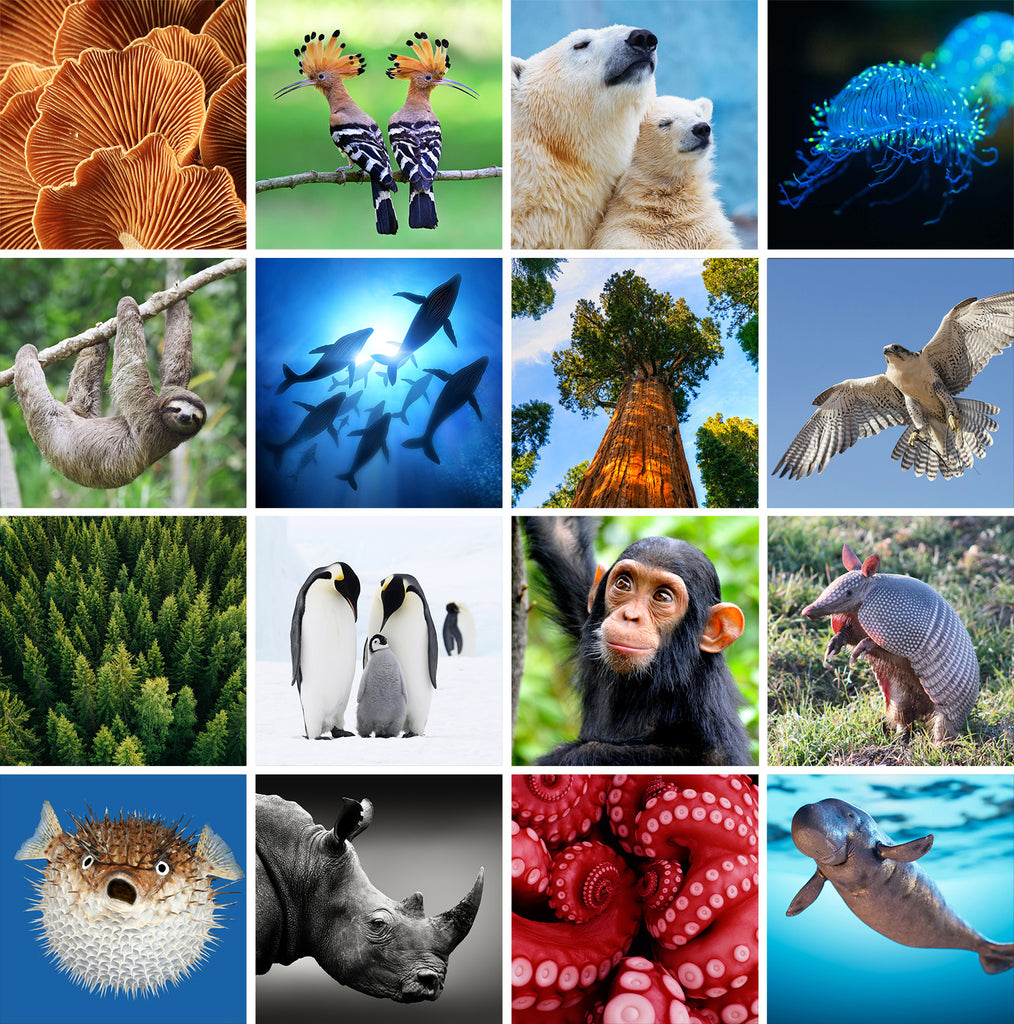 A collection of some of the Earth's diverse species