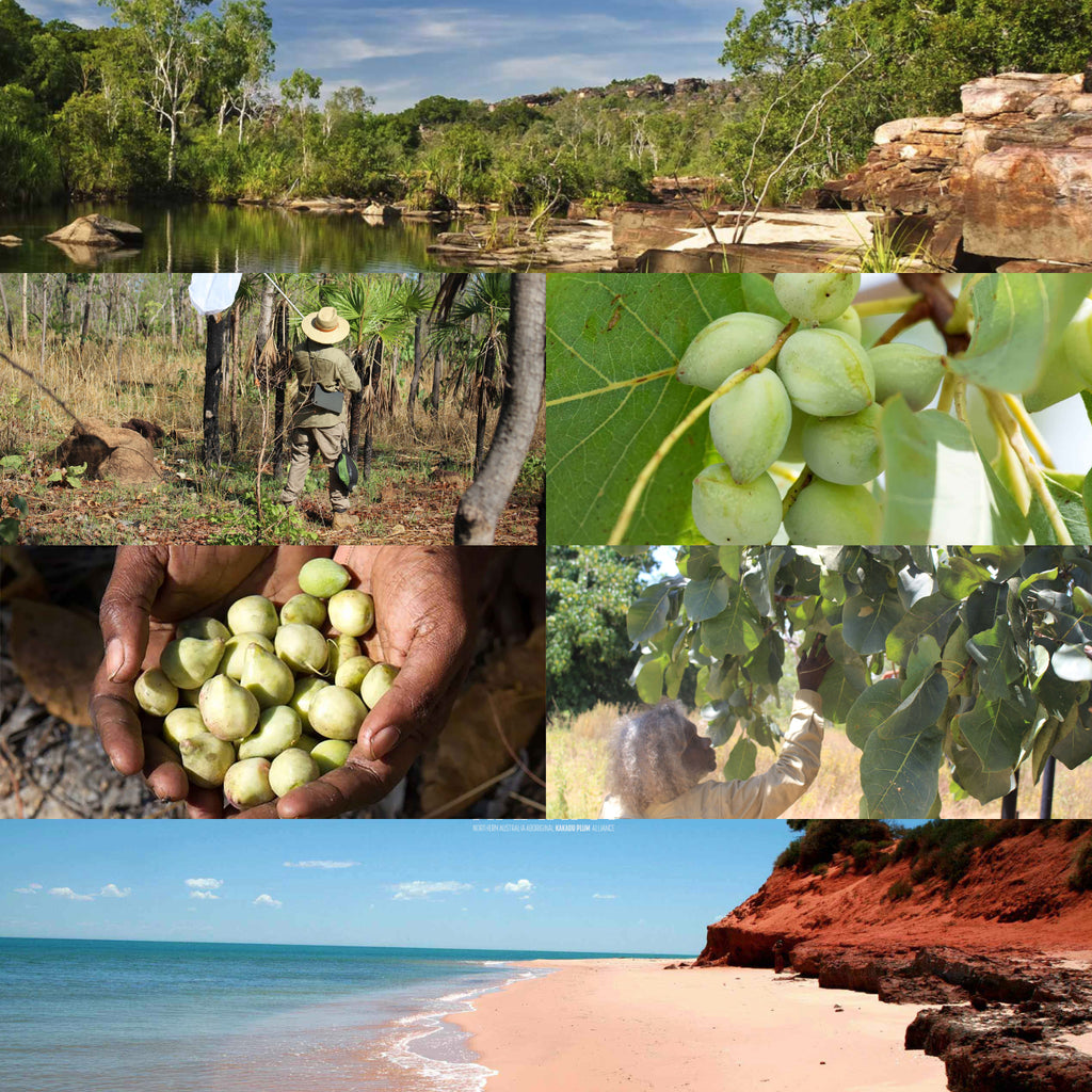 NAAKPA Kakadu Plum Farm