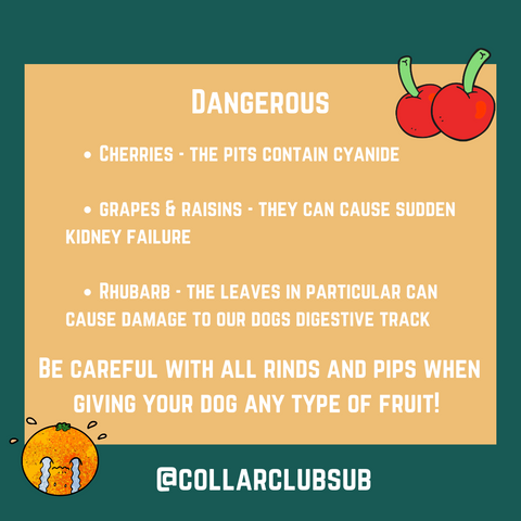 Fruits dogs should avoid - collar club