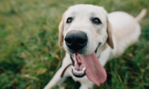 Collar Club Natural Remedies for Bad Breath