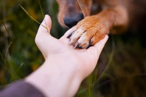 A person checking their dogs paw