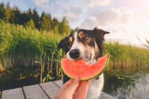 Dog eating watermelon