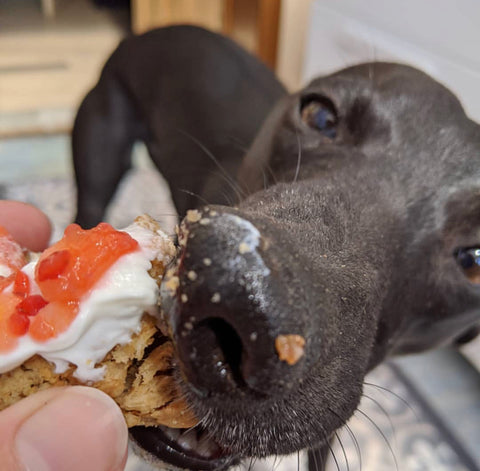 Doggy Doughnut Recipe