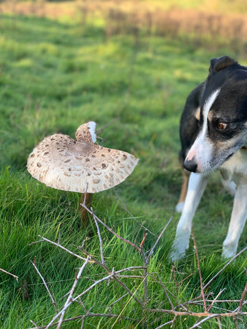 Foraging with dogs - mushrooms
