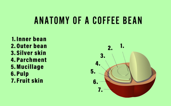 Anatomy of a coffee bean