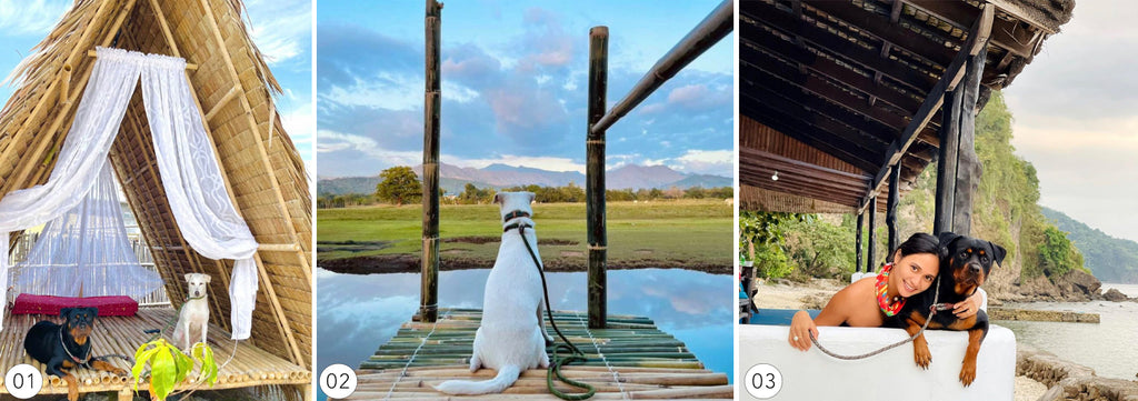 Dogs on vacation_Philippines