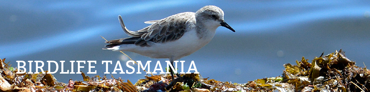 Birdlife Tasmania
