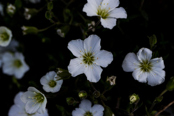 Benefits of Evening Primrose Oil