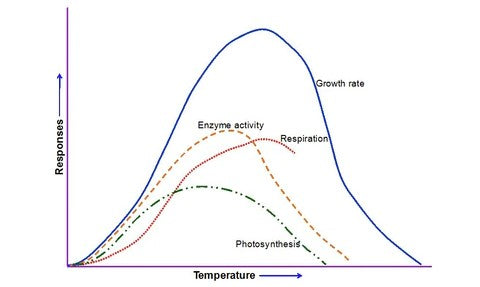 the relationship between temperature and respiration