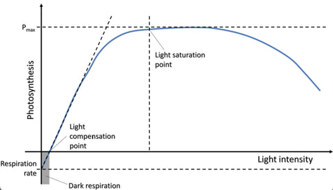  Light Saturation Point and Light Compensation Point