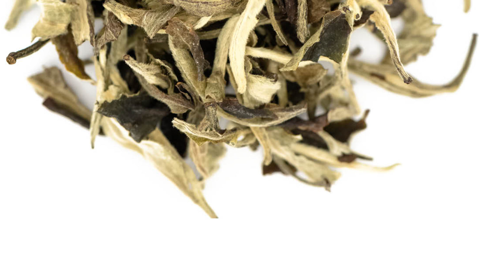 white tea leaf