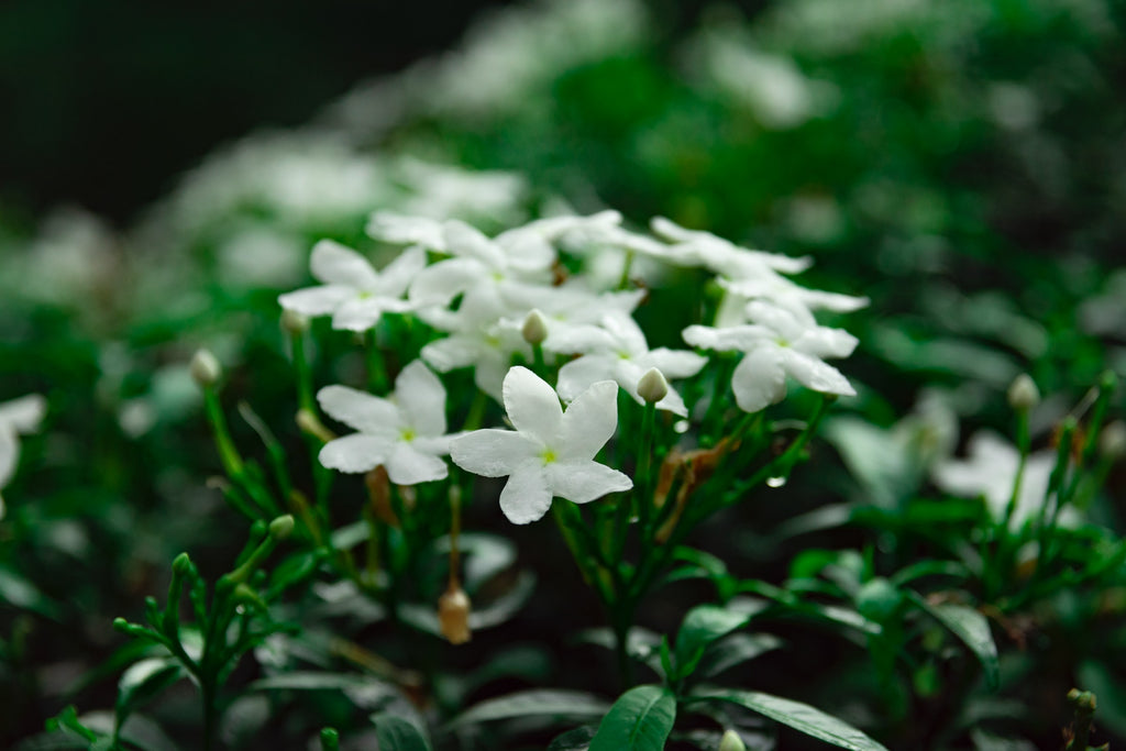 Jasminblüten enthalten kein Koffein