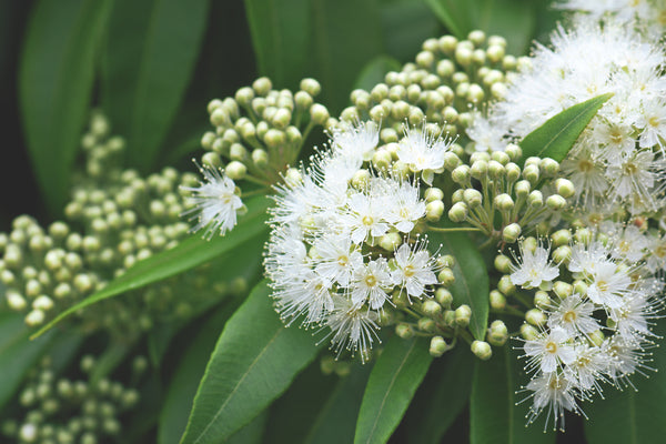 lemon myrtle tea