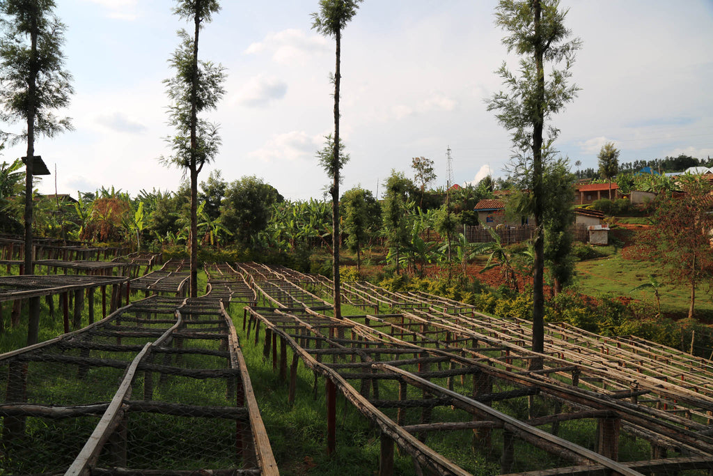 Rwanda Coffee Plantation