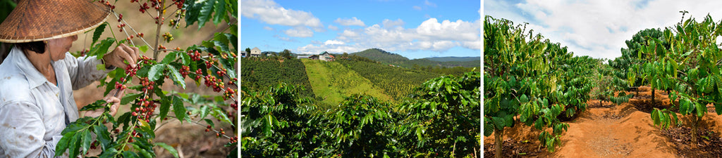 vietnam coffee farms