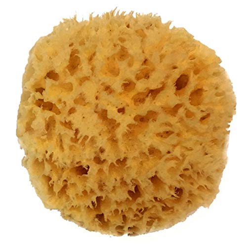 Coral Specimen — Nature's Workshop Plus