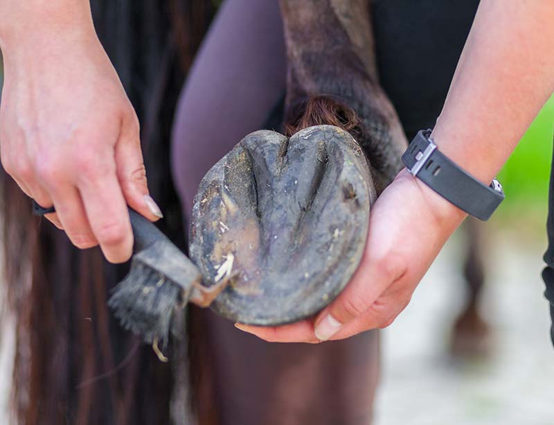 hoof care on a brown horse leg