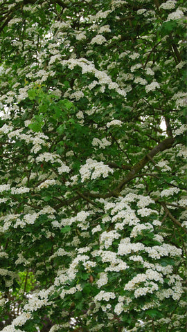 Close up of a flowering common hawthorn tree