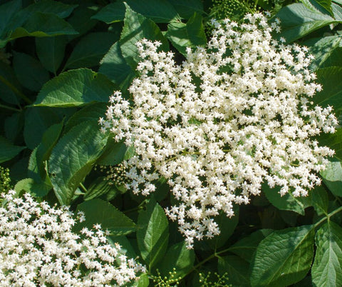 Close up of elderberry flowers on a tree