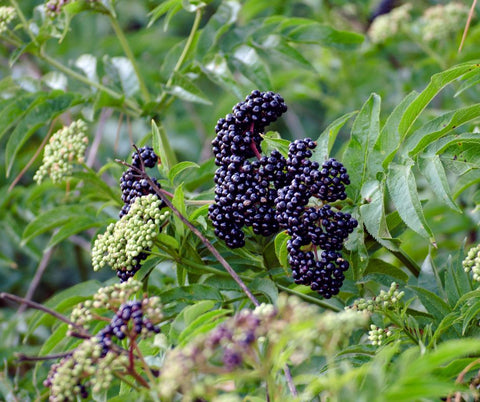 Close up of a bunch of black elderberries on an elder tree